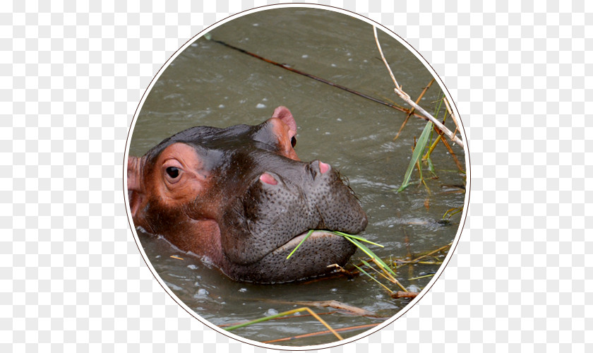 Hippopotamus Terrestrial Animal Wildlife Snout PNG