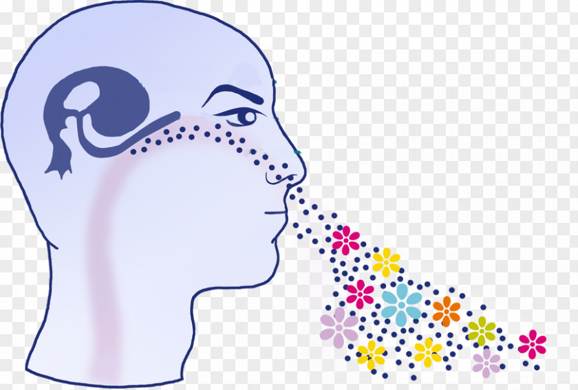 Nose Dr. Med. Anne Rollin Odor Olfaction Human Body PNG