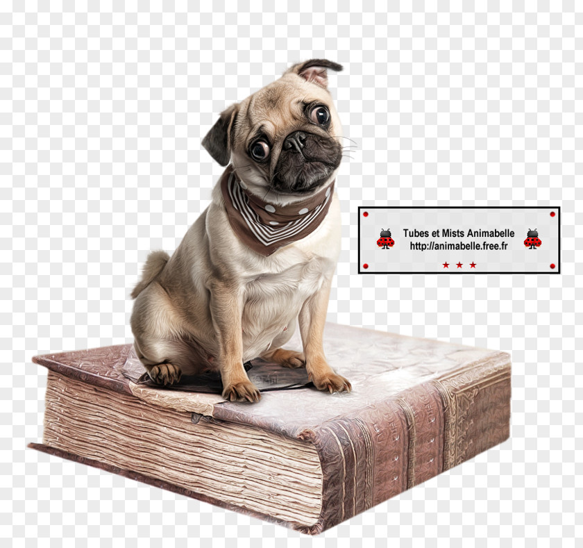 Puppy Pug Book Image PNG