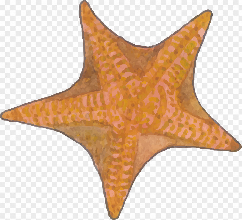 A Starfish Euclidean Vector PNG