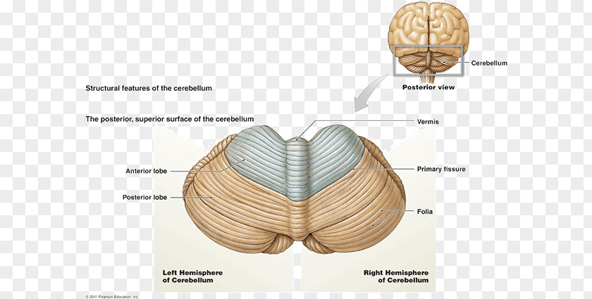 Brain Posterior Cranial Fossa Cerebellum Brainstem Cerebral Cortex PNG
