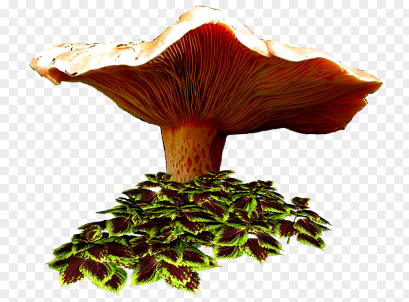 Drawing Fungus Blog Autumn PNG