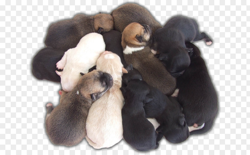 Puppy Chihuahua Dog Breed Group (dog) PNG