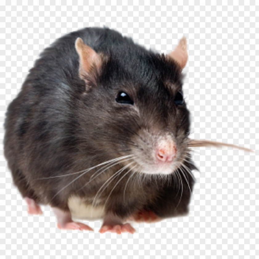 Rat & Mouse Brown Rodent Pest Control Black PNG