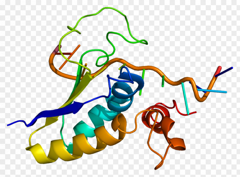 SF1 Steroidogenic Factor 1 Protein Gene FOXP2 PNG