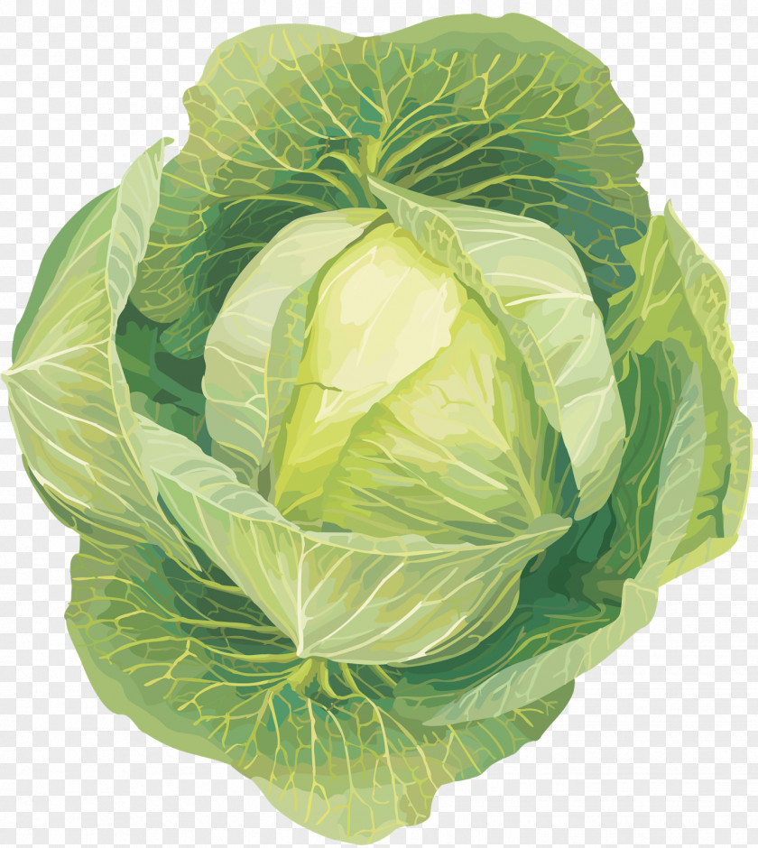 Cabbage Leaf Vegetable Clip Art PNG