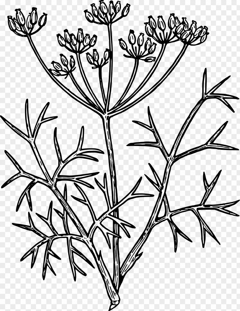 Plant Fennel Drawing Herb Clip Art PNG