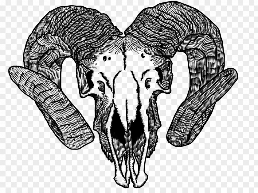 Skulls Goat Drawing Skull Horn Bone PNG