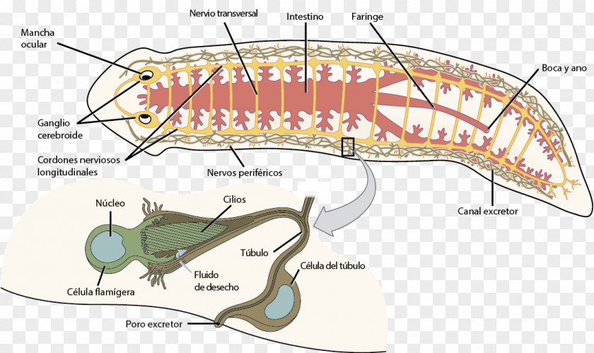 Anatomia Humana Nervous System Planarian Flatworm Excretory Millipedes PNG
