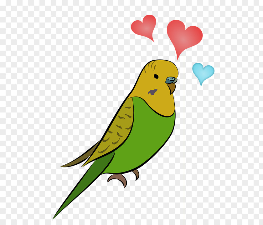 Bird Budgerigar Parrot Parakeet Cockatiel PNG