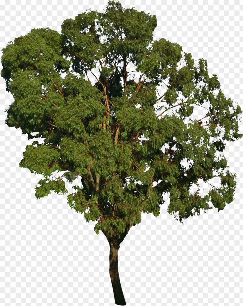 Bushes Tree Bonsai Deciduous Forest PNG