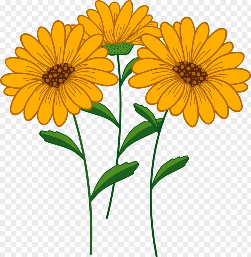 Chrysanthemum Common Sunflower Euclidean Vector Illustration PNG