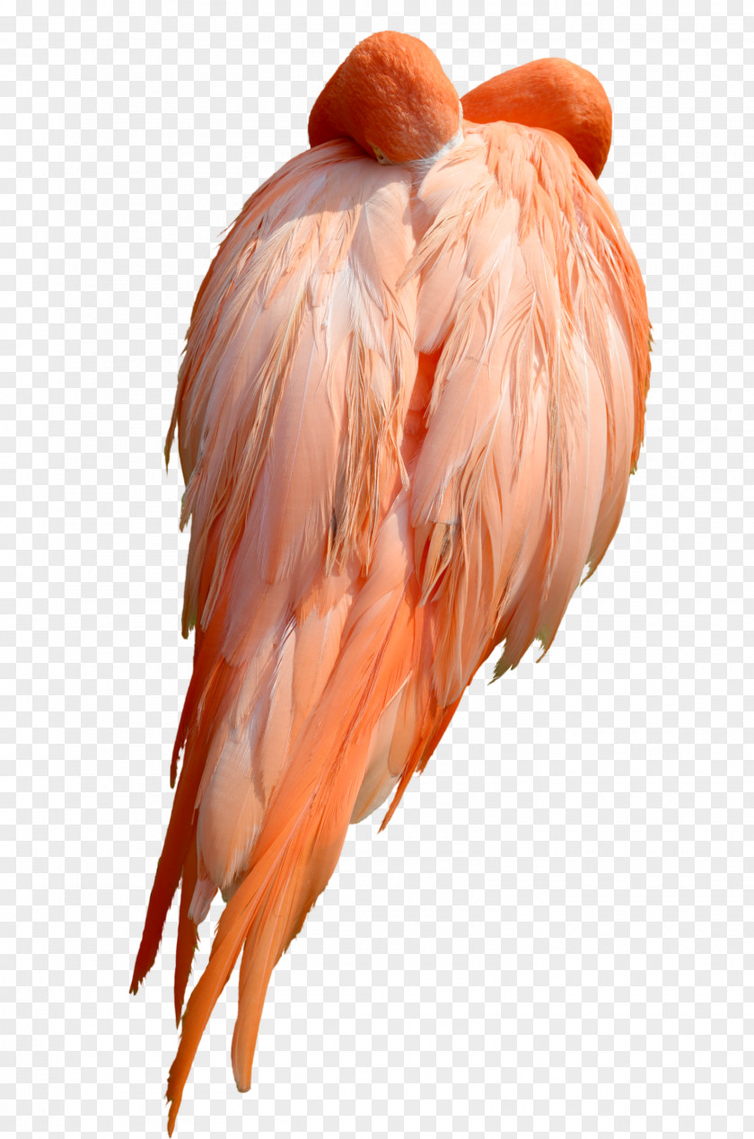 Flamingo Bird Stock Photography DeviantArt PNG