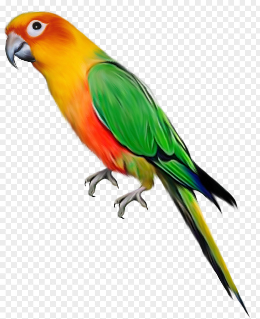 Large Parrot Clipart Bird Clip Art PNG