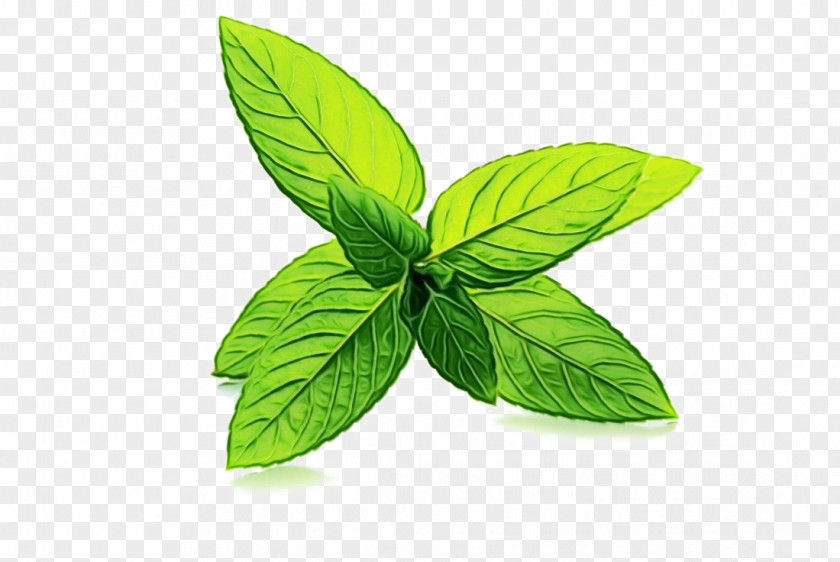 Lemon Basil Flowering Plant Leaf Green Flower Herb PNG