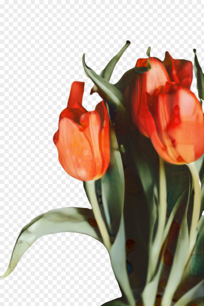 Lily Family Watercolor Paint Red Flowers PNG