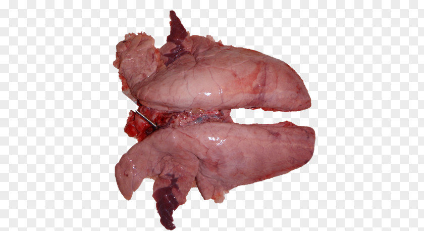 Pig Domestic Mycoplasma Hyopneumoniae Lung PNG