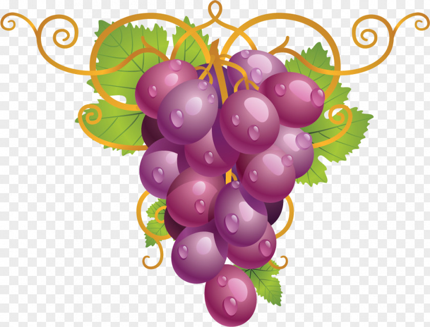 Wine Common Grape Vine Leaves Clip Art PNG