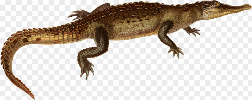 Crocodylus Acutus American Crocodile Alligator Agamas Clip Art Image PNG