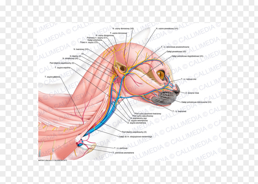 Ear Neck Head Human Anatomy Muscle PNG