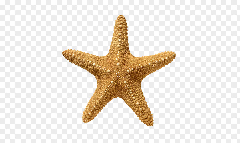 Starfish Echinoderm Golden Ratio Stock Photography PNG