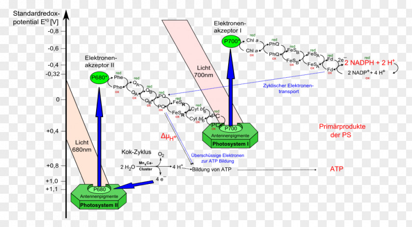 Vector Linear Light Light-dependent Reactions Photosynthesis Photosystem II PNG