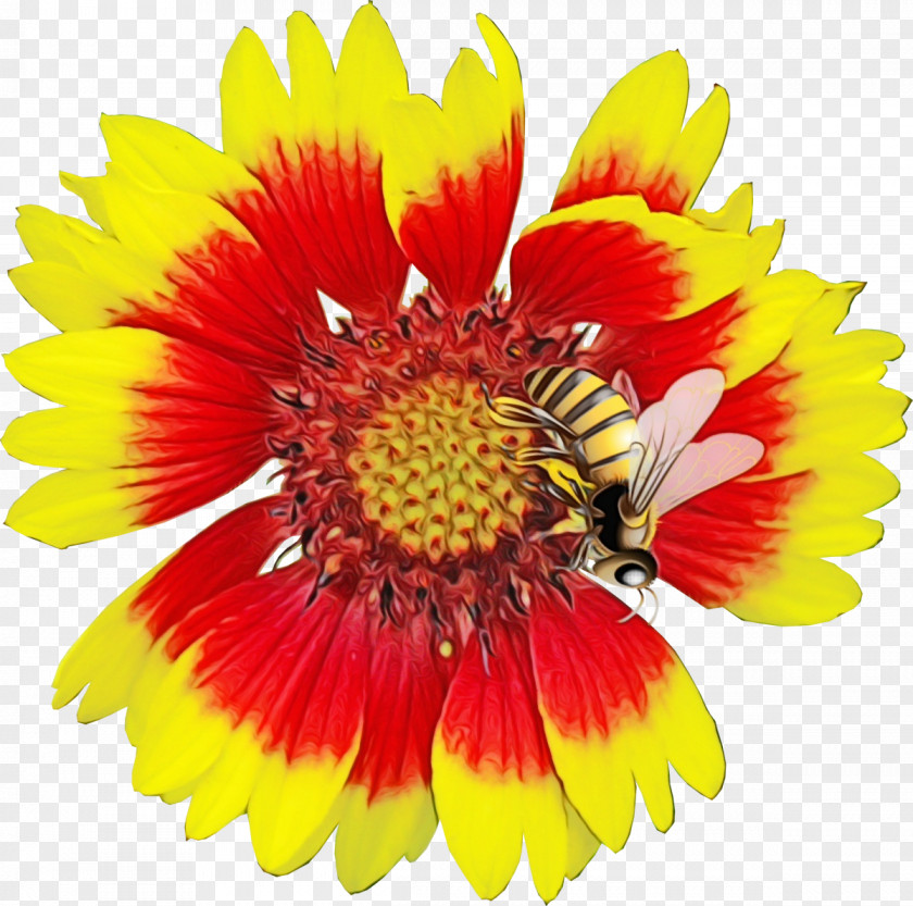 Blanket Flowers Towel Clip Art PNG