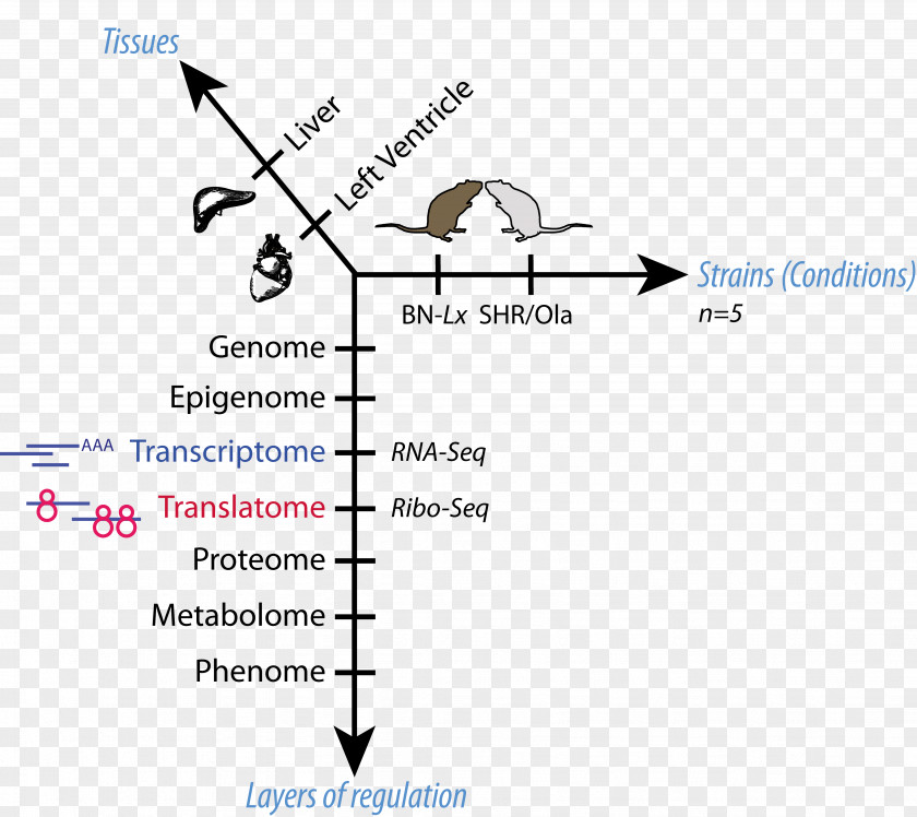 Heart Max Delbrück Center For Molecular Medicine In The Helmholtz Association Research Regulation Of Gene Expression Genetics PNG