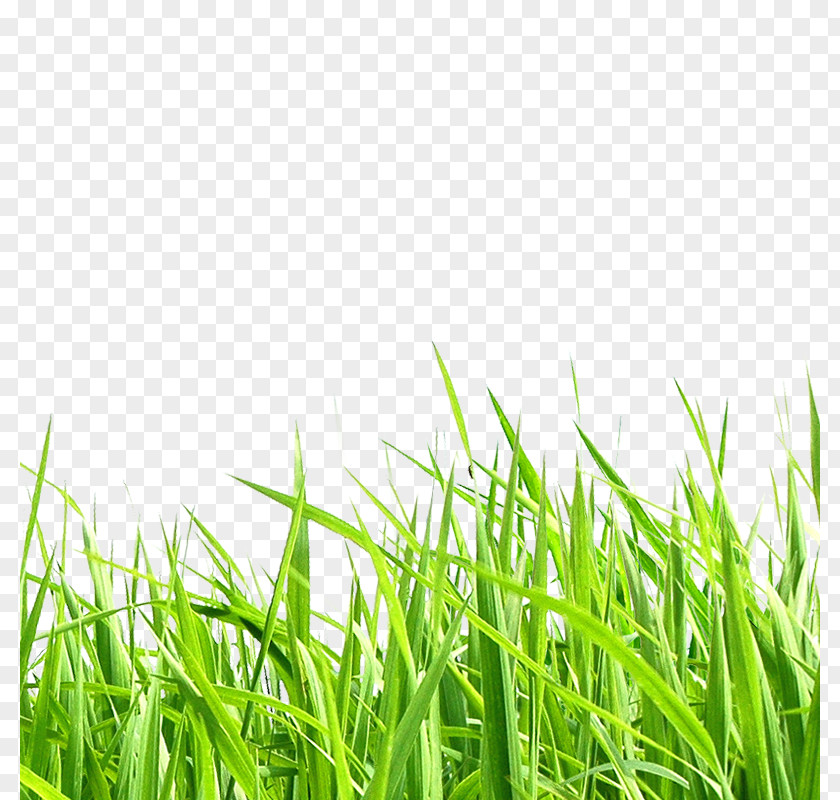 Meadow Adobe Illustrator Clip Art PNG