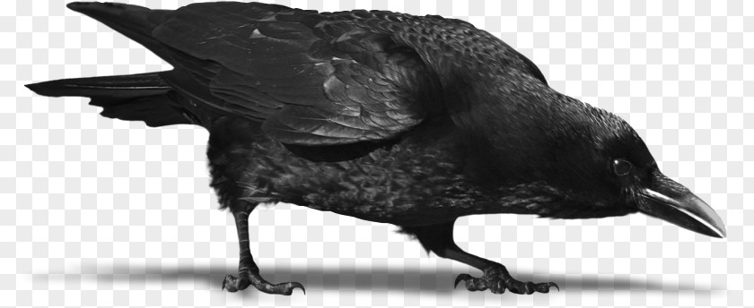 Raven Tattoo Corvo Crow Image Common Clip Art PNG