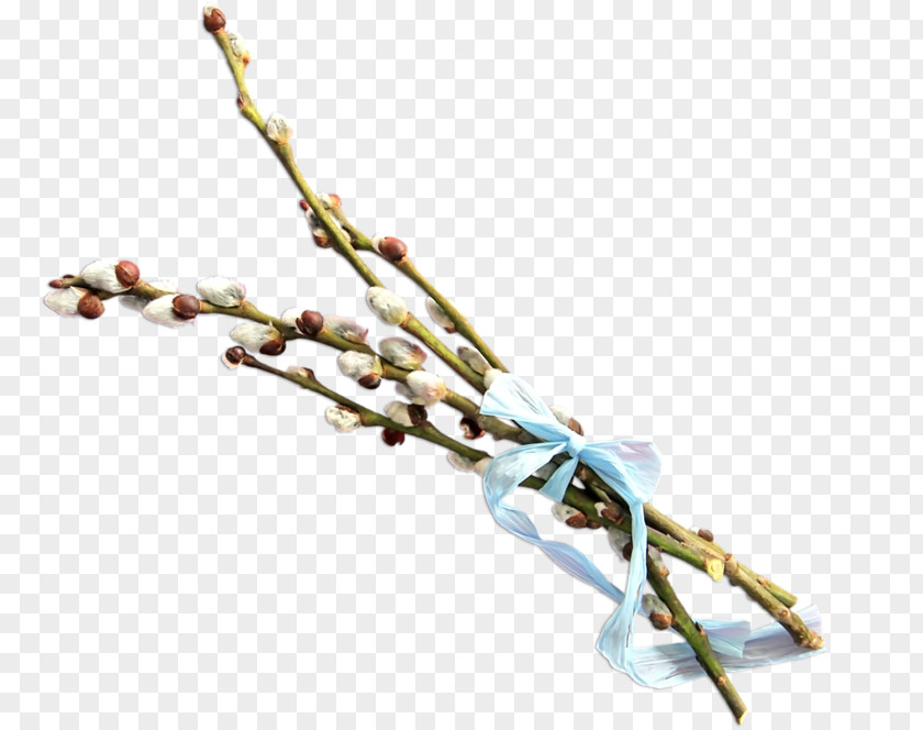 Twig Branch PNG