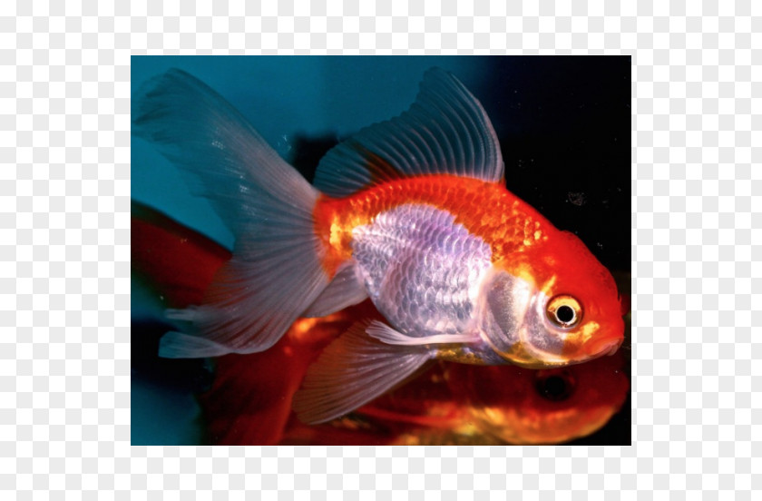 Carassius Auratus Goldfish Aquariums Feeder Fish Marine Biology Fauna PNG