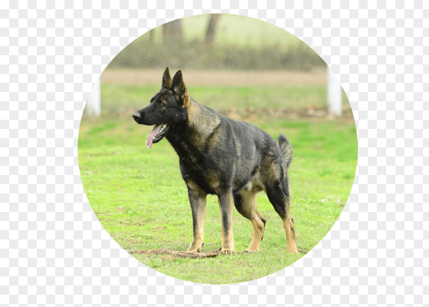 Old German Shepherd Dog Shiloh East-European Dutch King PNG