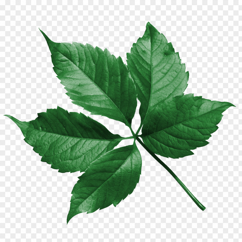 Persimmon Leaf Flower Drawing PNG