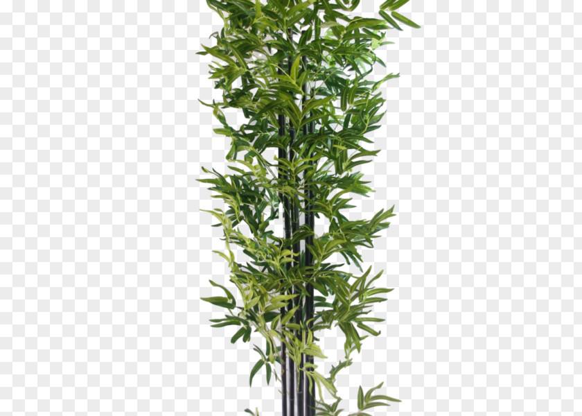 Tree Arecaceae Tropical Woody Bamboos Plant Howea PNG