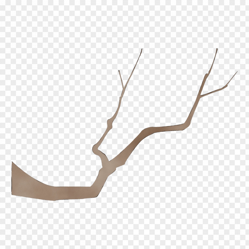 Twig Branch PNG