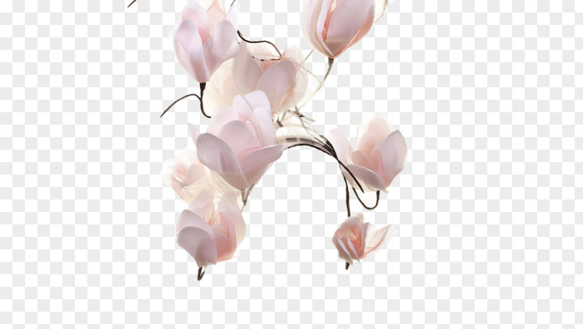 Australian Mist Petal Cut Flowers Pink M Plant Stem PNG