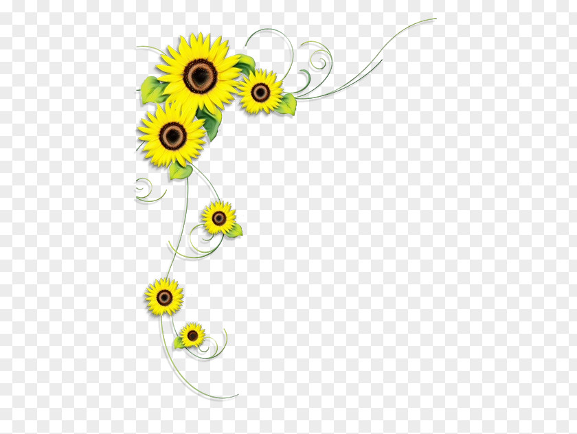 Daisy Family Wildflower Flowers Background PNG