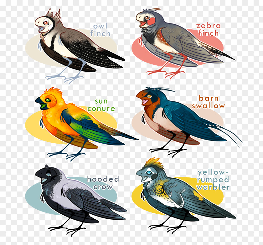 Feather Beak Finches Fauna PNG
