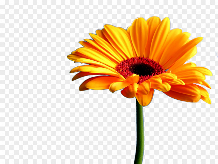Gerbera Transvaal Daisy Flower Art Clip PNG