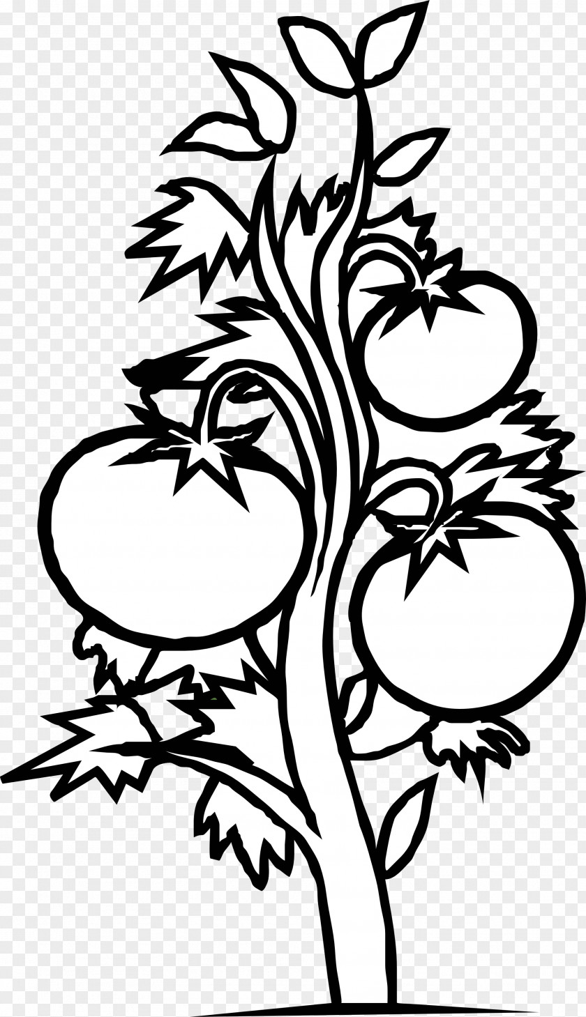 Seedling Cliparts Tomato Plant Black And White Vegetable Clip Art PNG