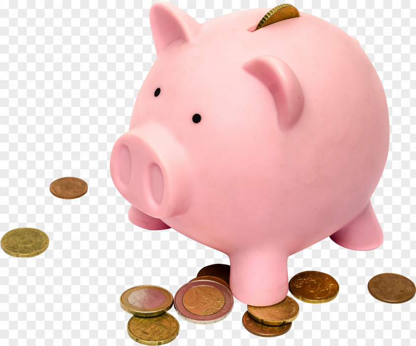 Suidae Snout Piggy Bank PNG