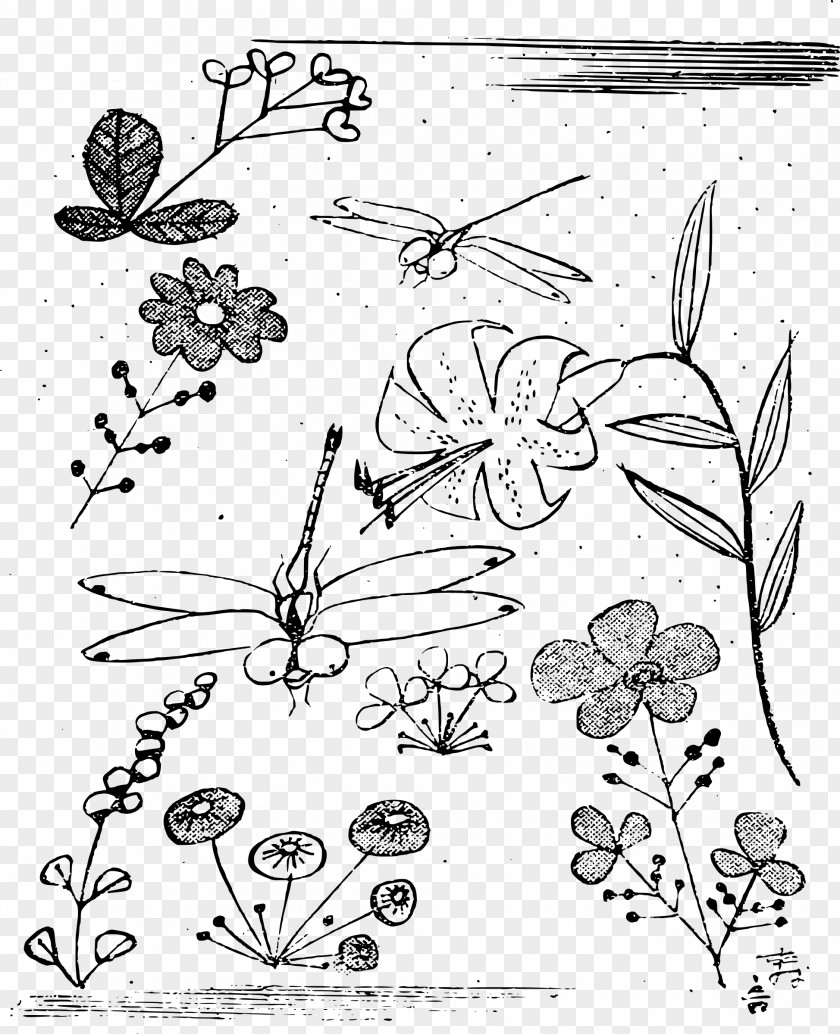 Dragon Fly Line Art Drawing Clip PNG