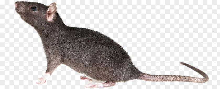 Rats Pests Mouse Brown Rat Rodent Black Pest PNG