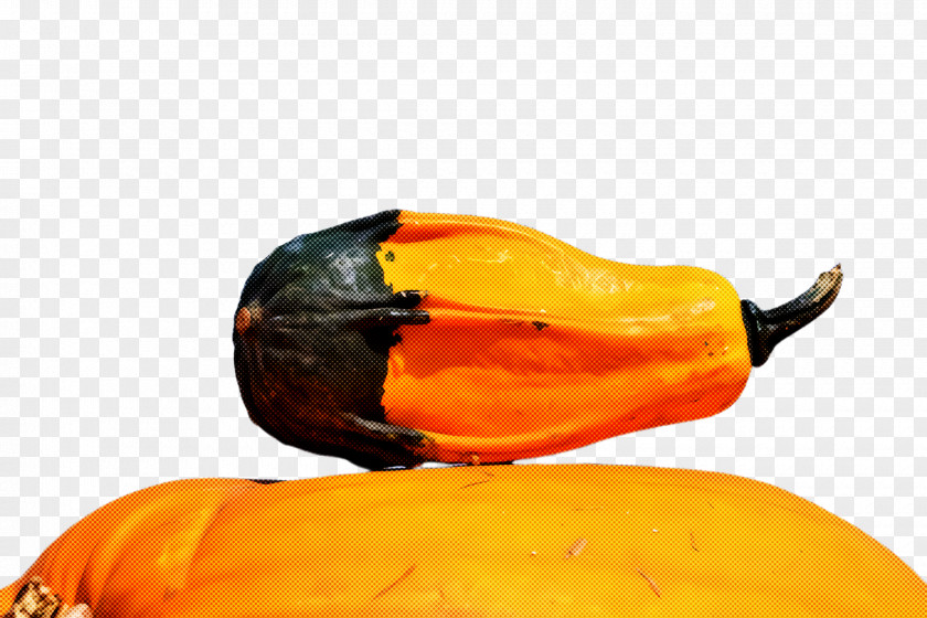 Winter Squash Capsicum Orange PNG
