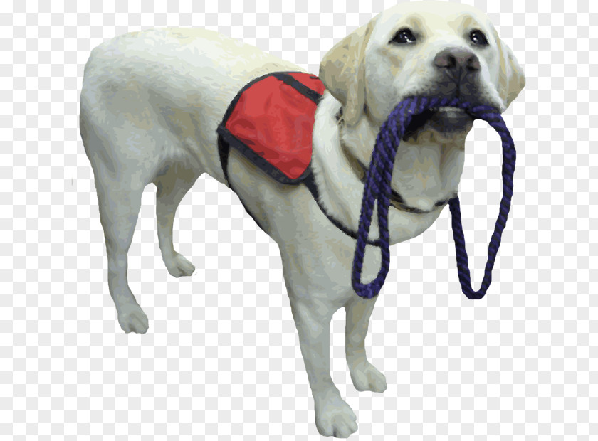 Animal Service Cliparts Labrador Retriever Puppy Assistance Dog Therapy PNG