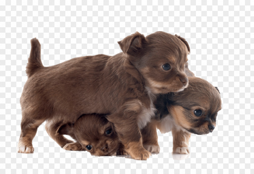 Chihuahua British Longhair Puppy Kitten Dog Breed PNG