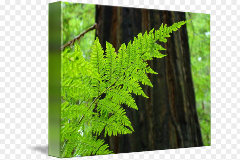Fern Redwood National And State Parks Tree Vascular Plant Coast PNG