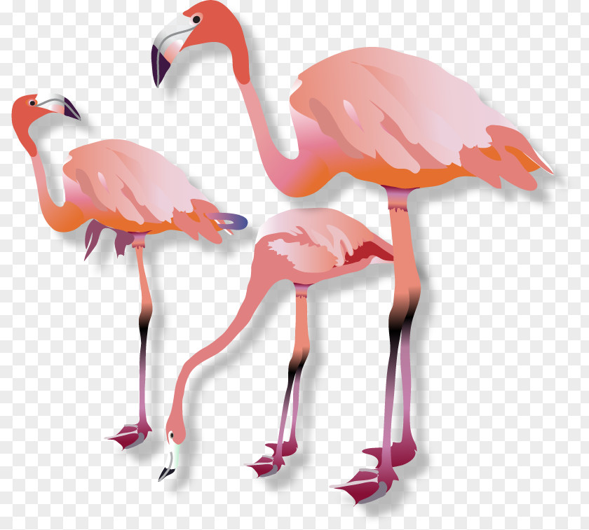 Flamingos Vertebrate Water Bird Beak Flamingo PNG