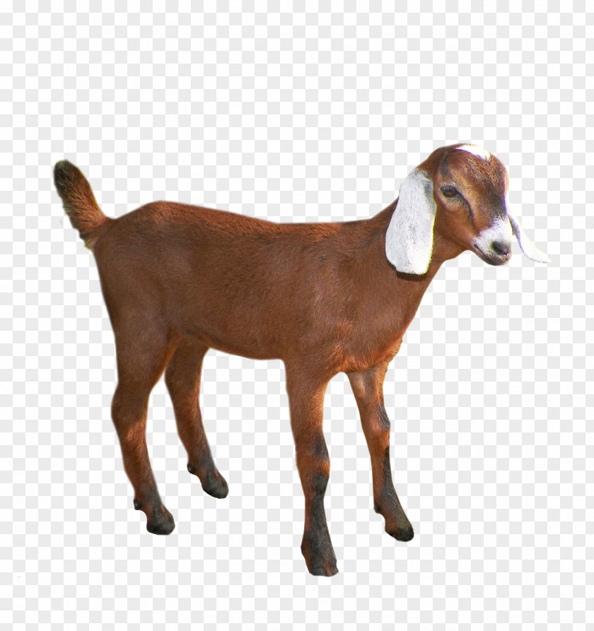 Goat Emily The Sheep Pack PNG